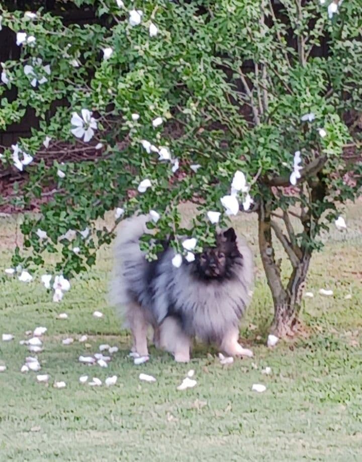Keeshond Puppies breeder image 8