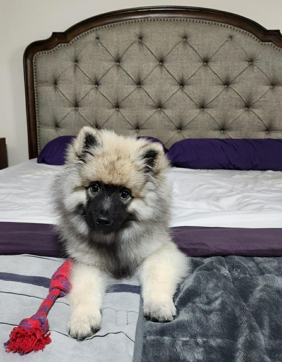 Keeshond Puppies breeder image 9