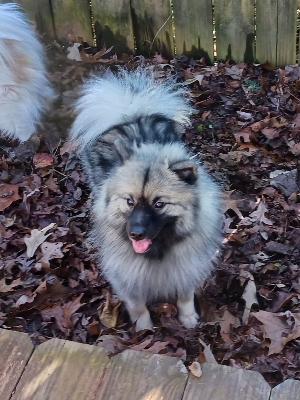 Keeshond Puppies breeder image 10