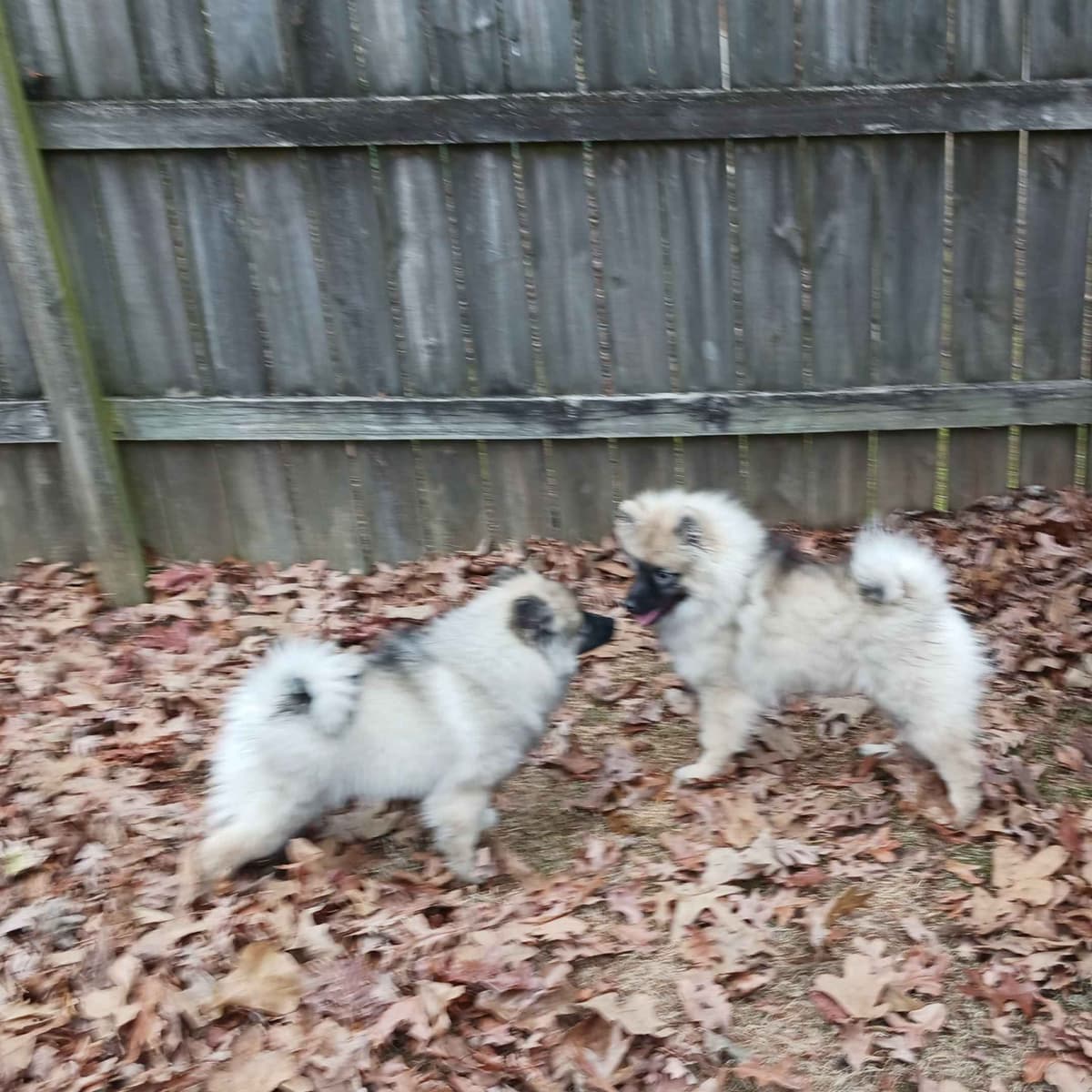 Keeshond Puppies breeder image 12
