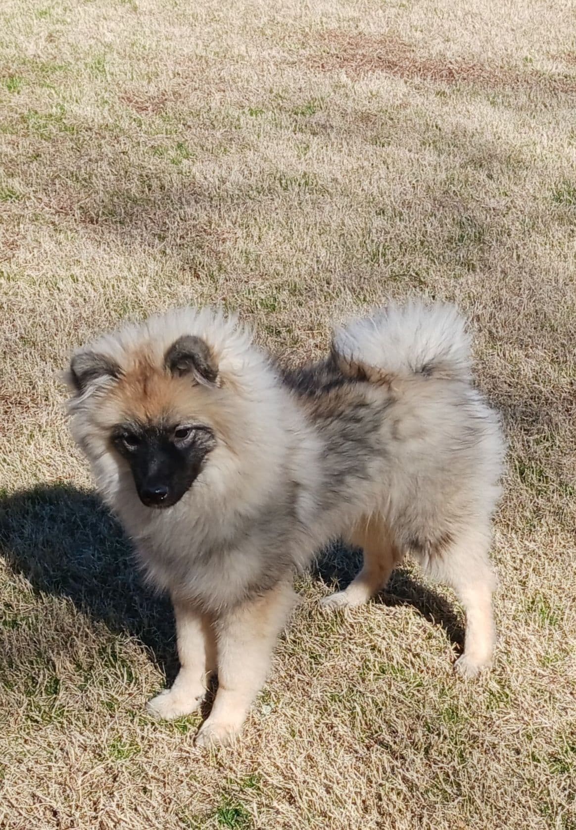 Keeshond Puppies breeder image 11