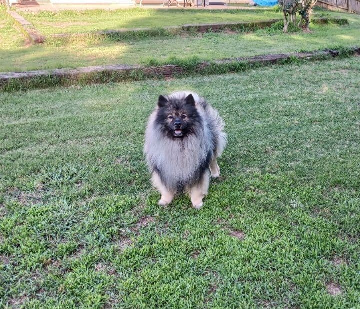 Keeshond Puppies breeder image 13