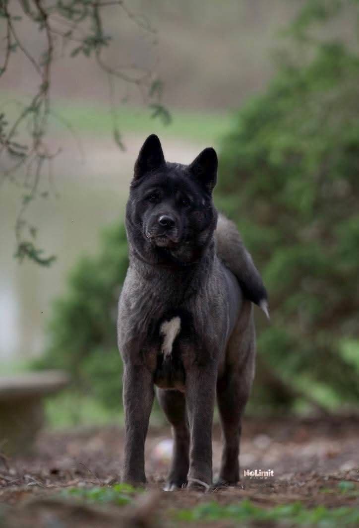 Akita Puppies breeder image 1