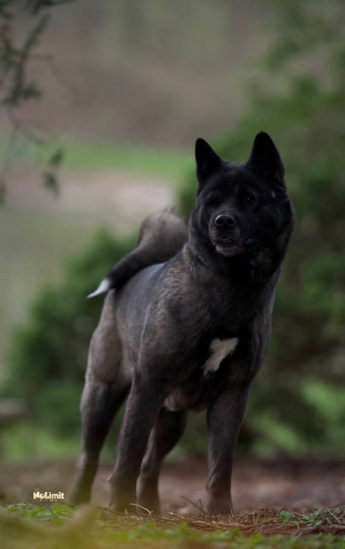 Akita Puppies breeder image 2