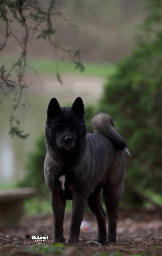 Akita Puppies breeder image 3