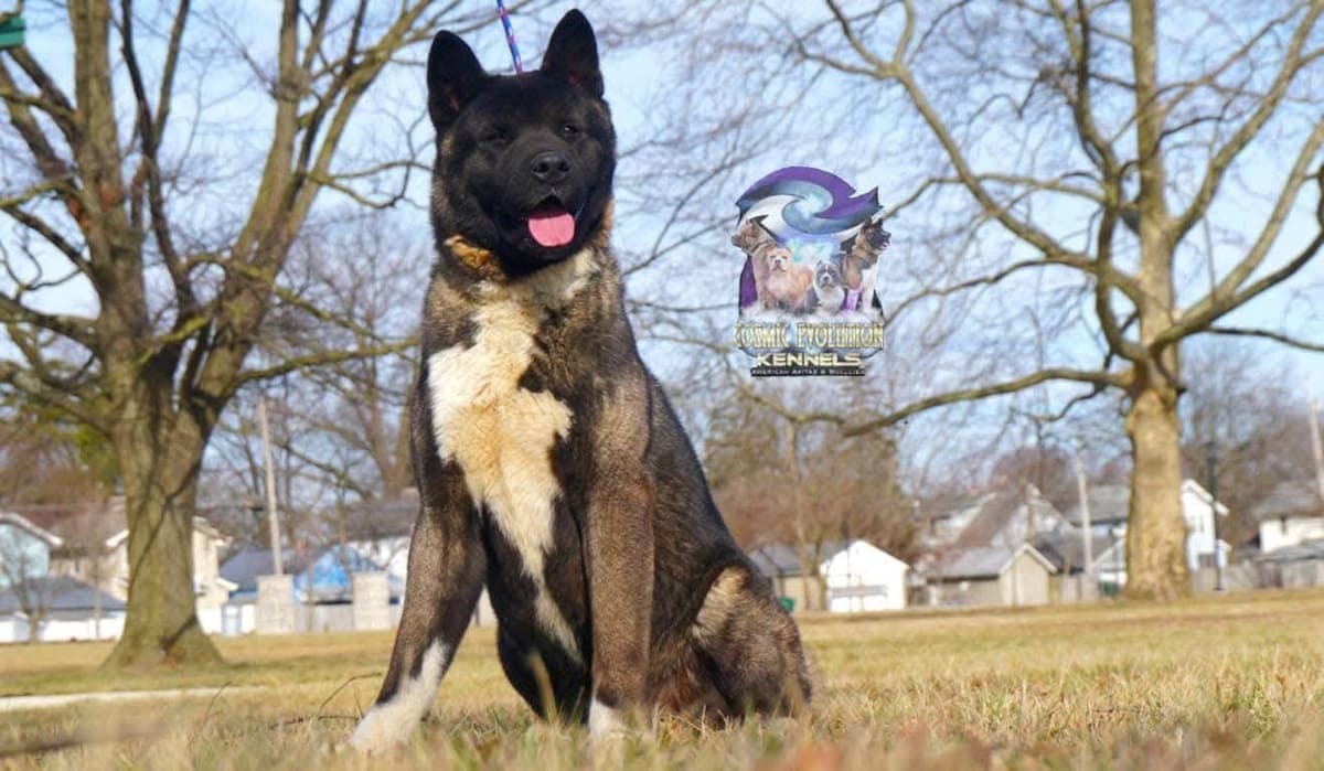 Akita Puppies breeder image 4