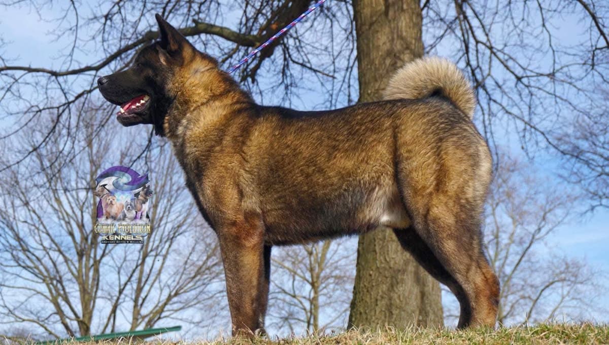 Akita Puppies breeder image 6