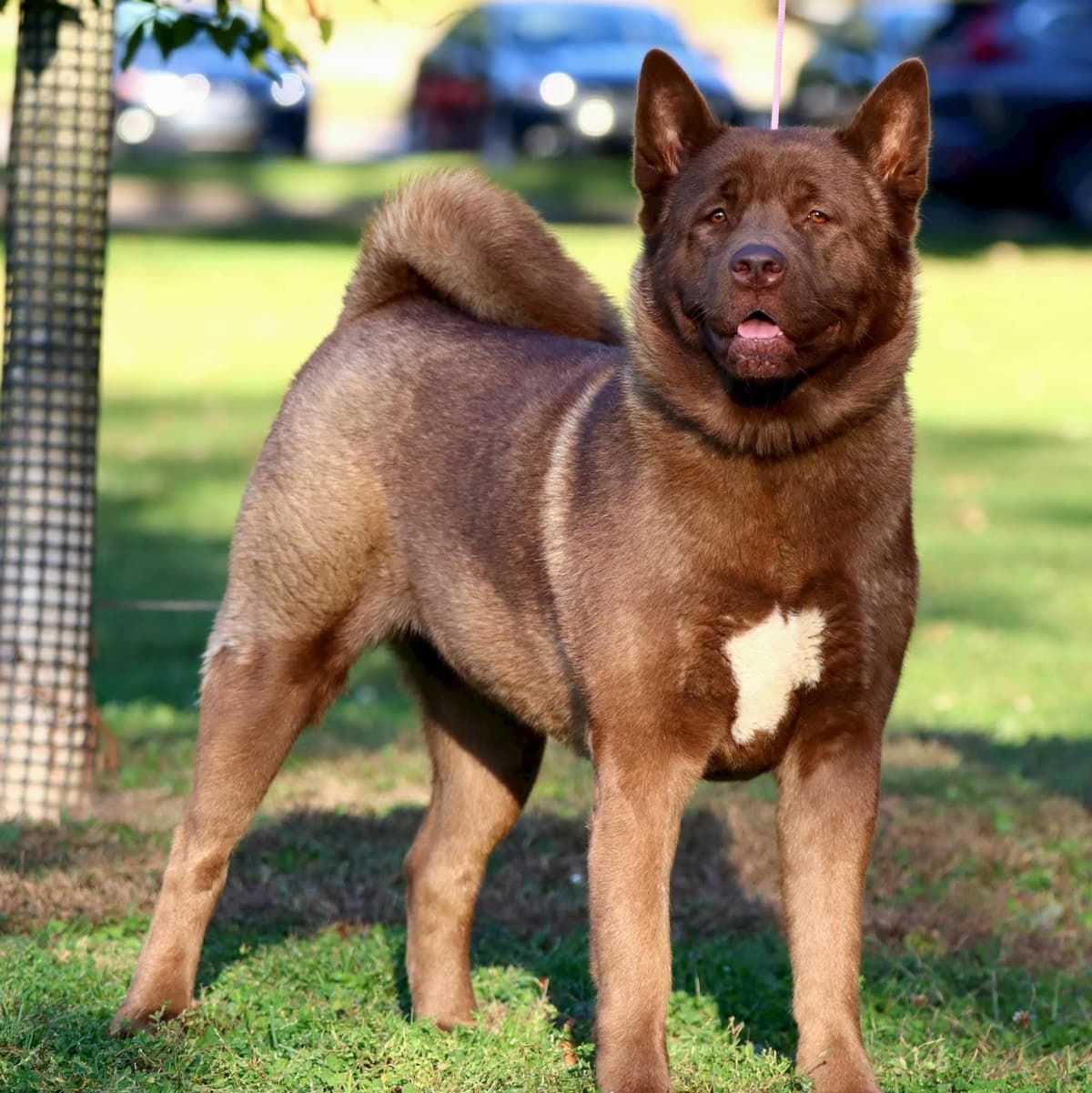 Akita Puppies breeder image 9