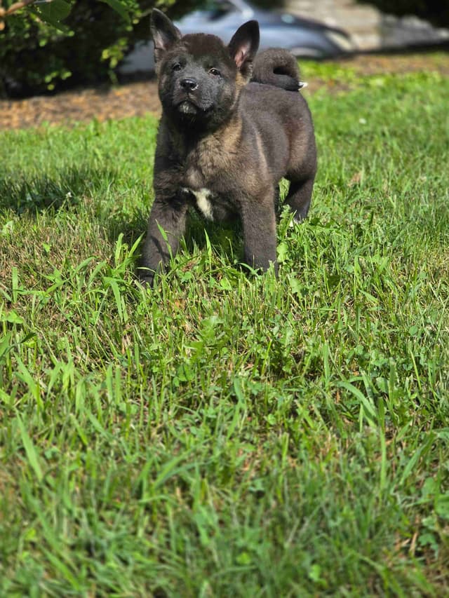 Akita Puppies media 2
