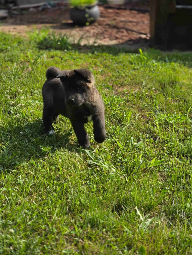 Akita Puppies media 3