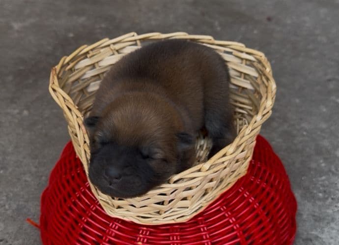 Chow Chow Puppies breeder image 3