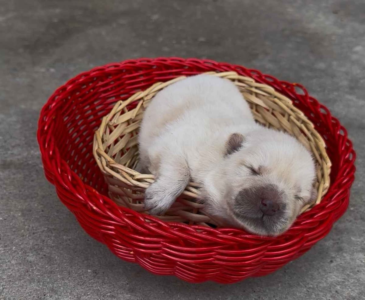 Chow Chow Puppies breeder image 4