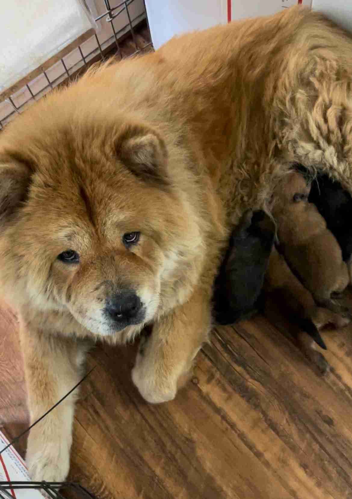 Chow Chow Puppies breeder image 5