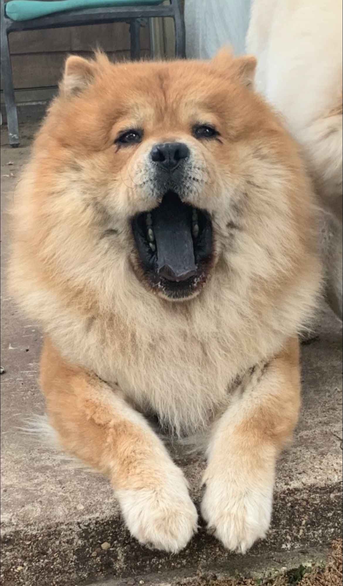 Chow Chow Puppies breeder image 6