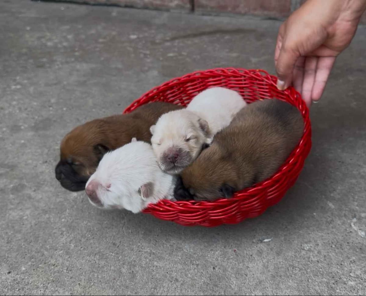 Chow Chow Puppies breeder image 2
