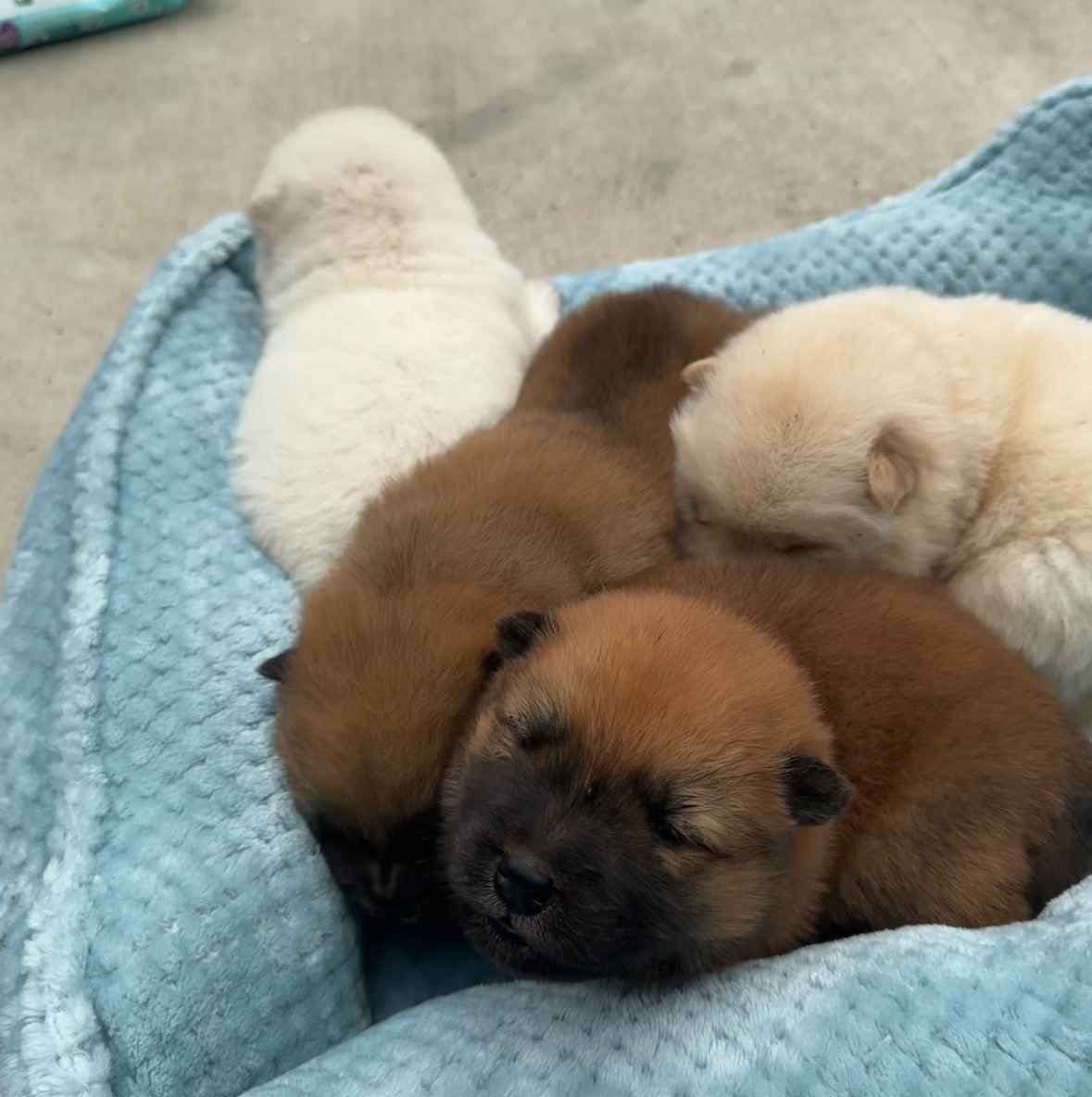 Chow Chow Puppies breeder image 8