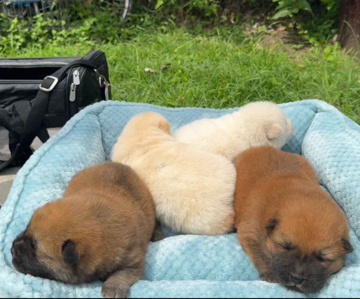 Chow Chow Puppies breeder image 7