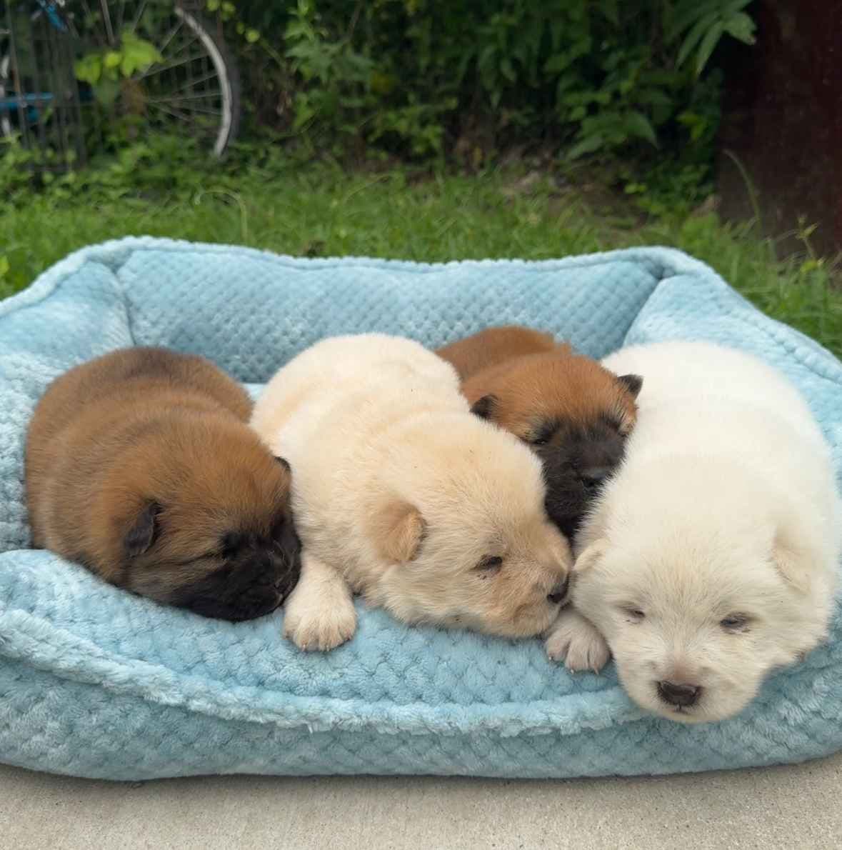 Chow Chow Puppies breeder image 1