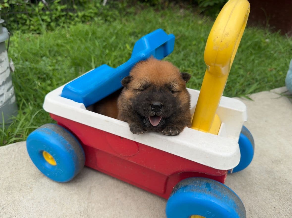 Chow Chow Puppies breeder image 9