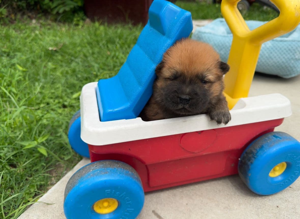 Chow Chow Puppies breeder image 10