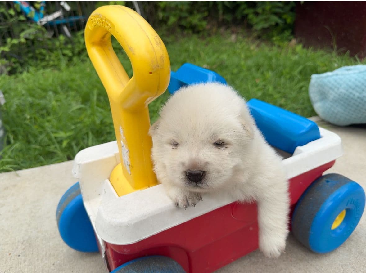 Chow Chow Puppies breeder image 11