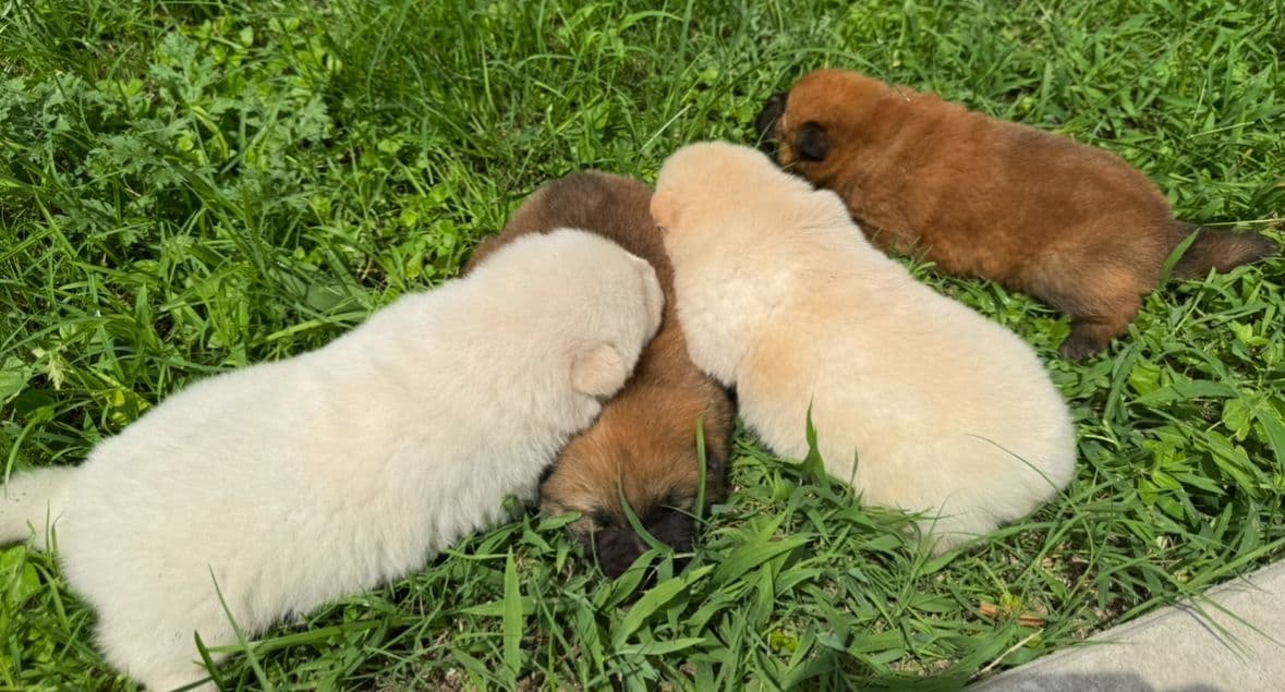 Chow Chow Puppies breeder image 12