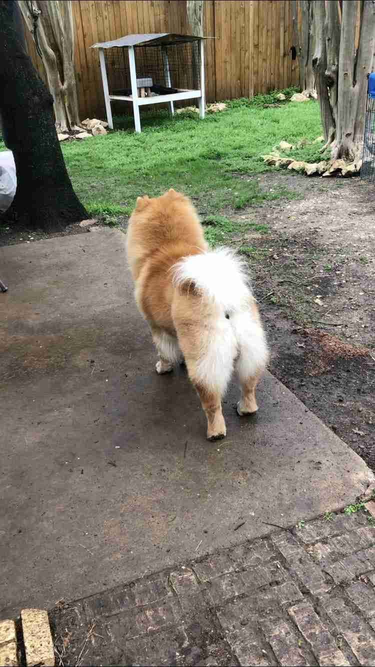 Chow Chow Puppies breeder image 13