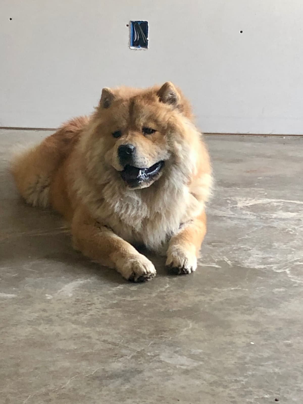 Chow Chow Puppies breeder image 14