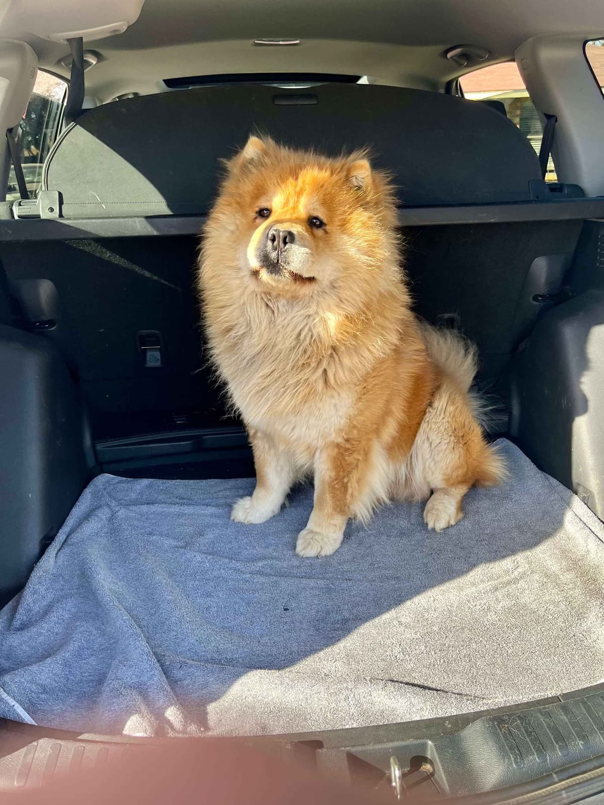 Chow Chow Puppies breeder image 15