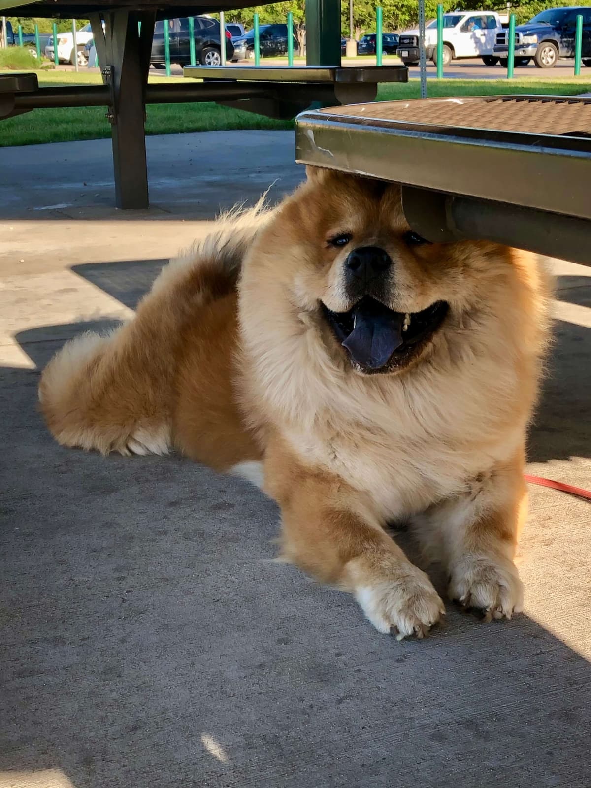 Chow Chow Puppies breeder image 16