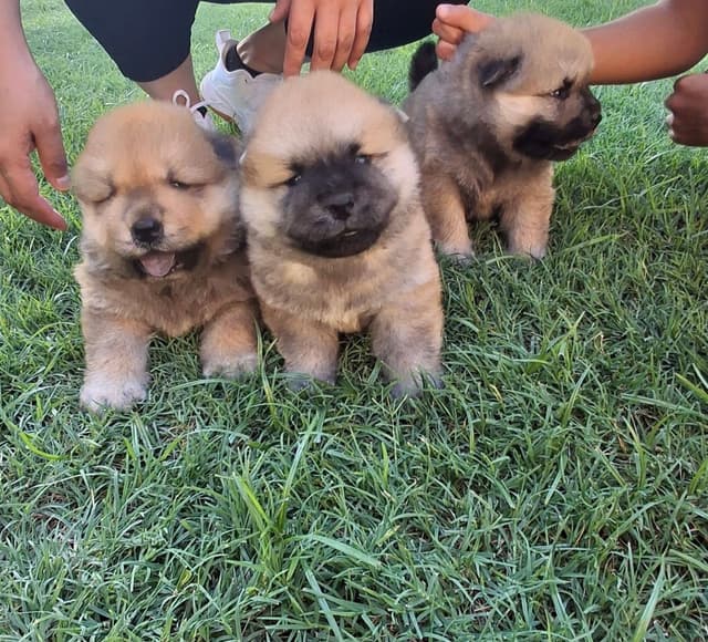 Chow Chow Puppies media 7