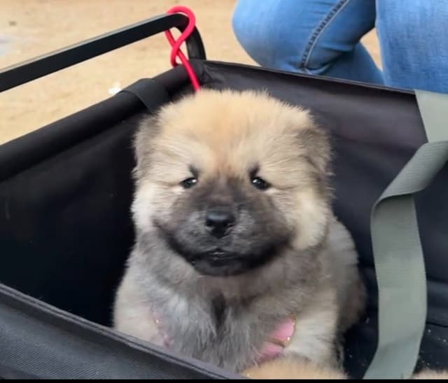 Chow Chow Puppies media 6