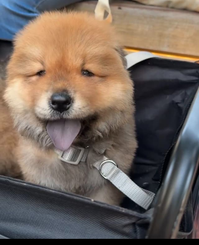 Chow Chow Puppies media 5