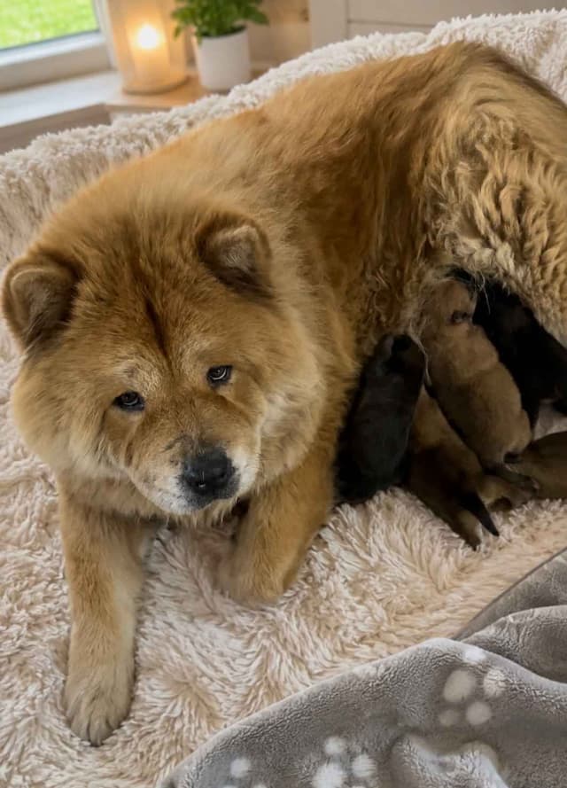 Chow Chow Puppies media 9