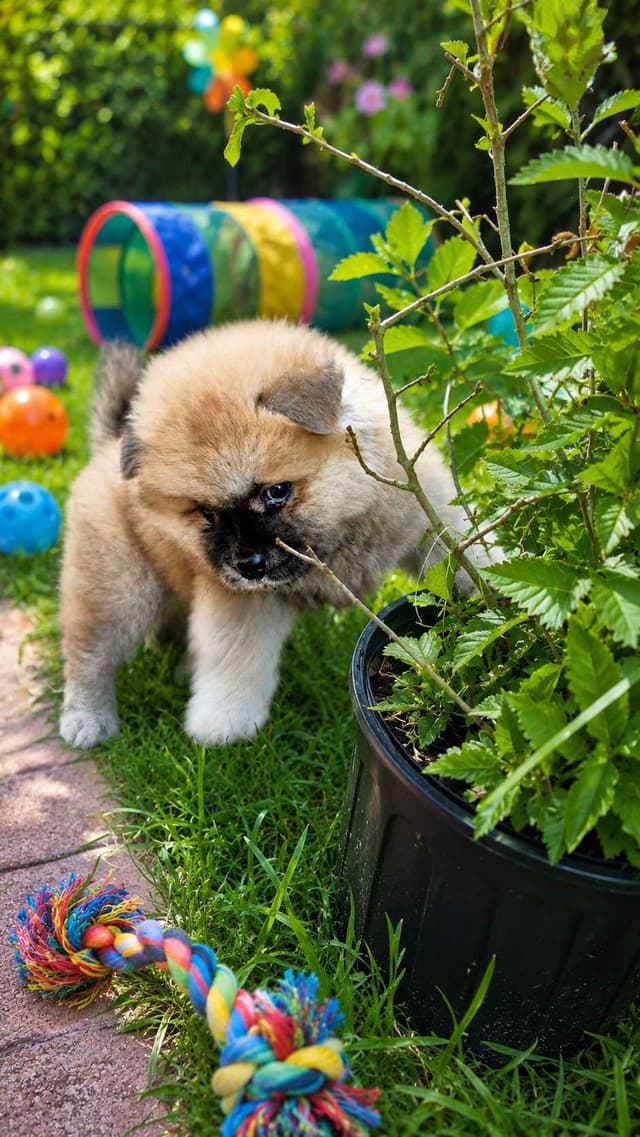 Chow Chow Puppies media 4
