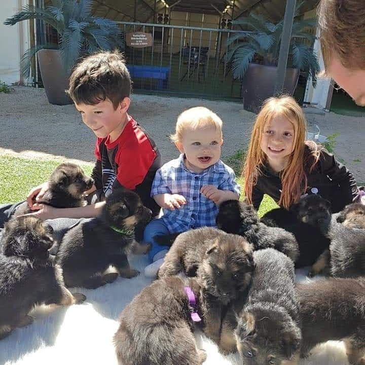Vintar German Shepherd puppies breeder image 5