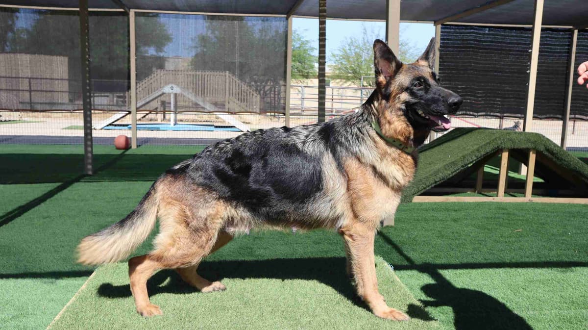 Vintar German Shepherd puppies breeder image 6