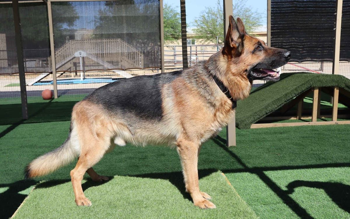 Vintar German Shepherd puppies breeder image 4