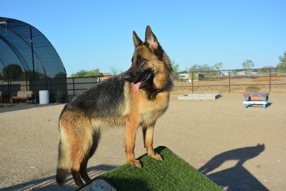Vintar German Shepherd puppies breeder image 7
