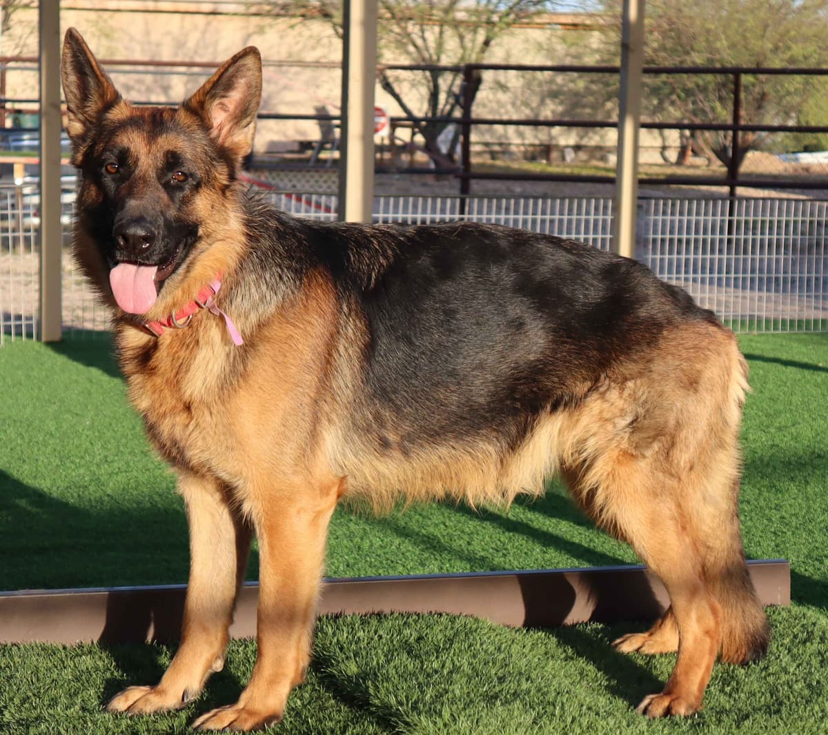 Vintar German Shepherd puppies breeder image 8