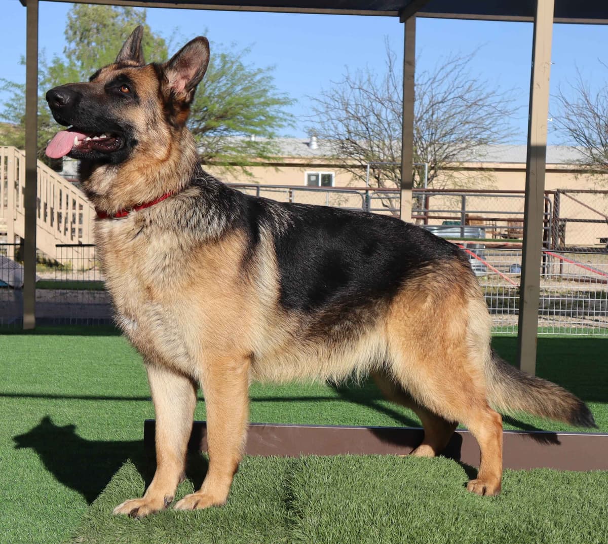 Vintar German Shepherd puppies breeder image 11
