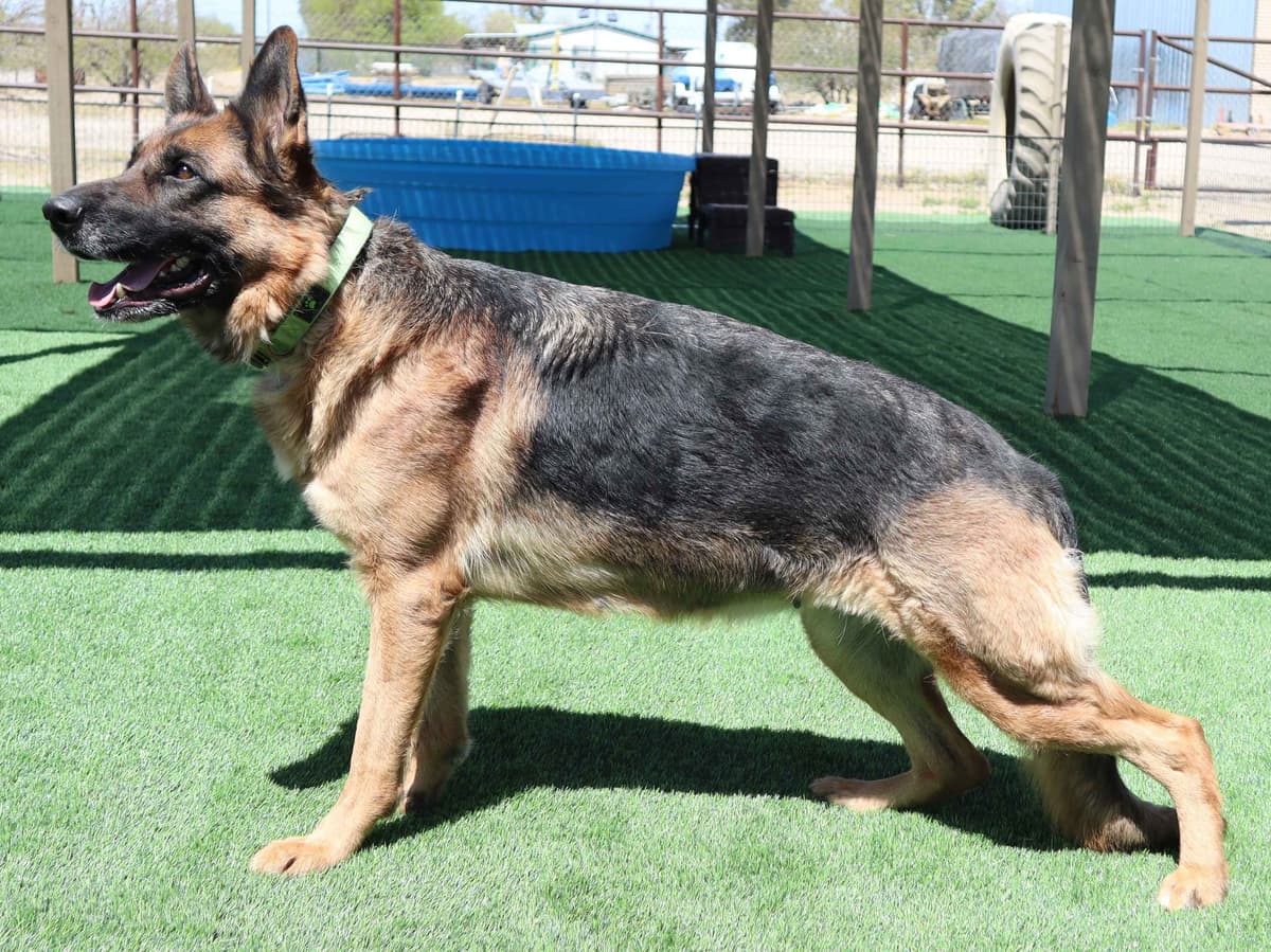 Vintar German Shepherd puppies breeder image 12