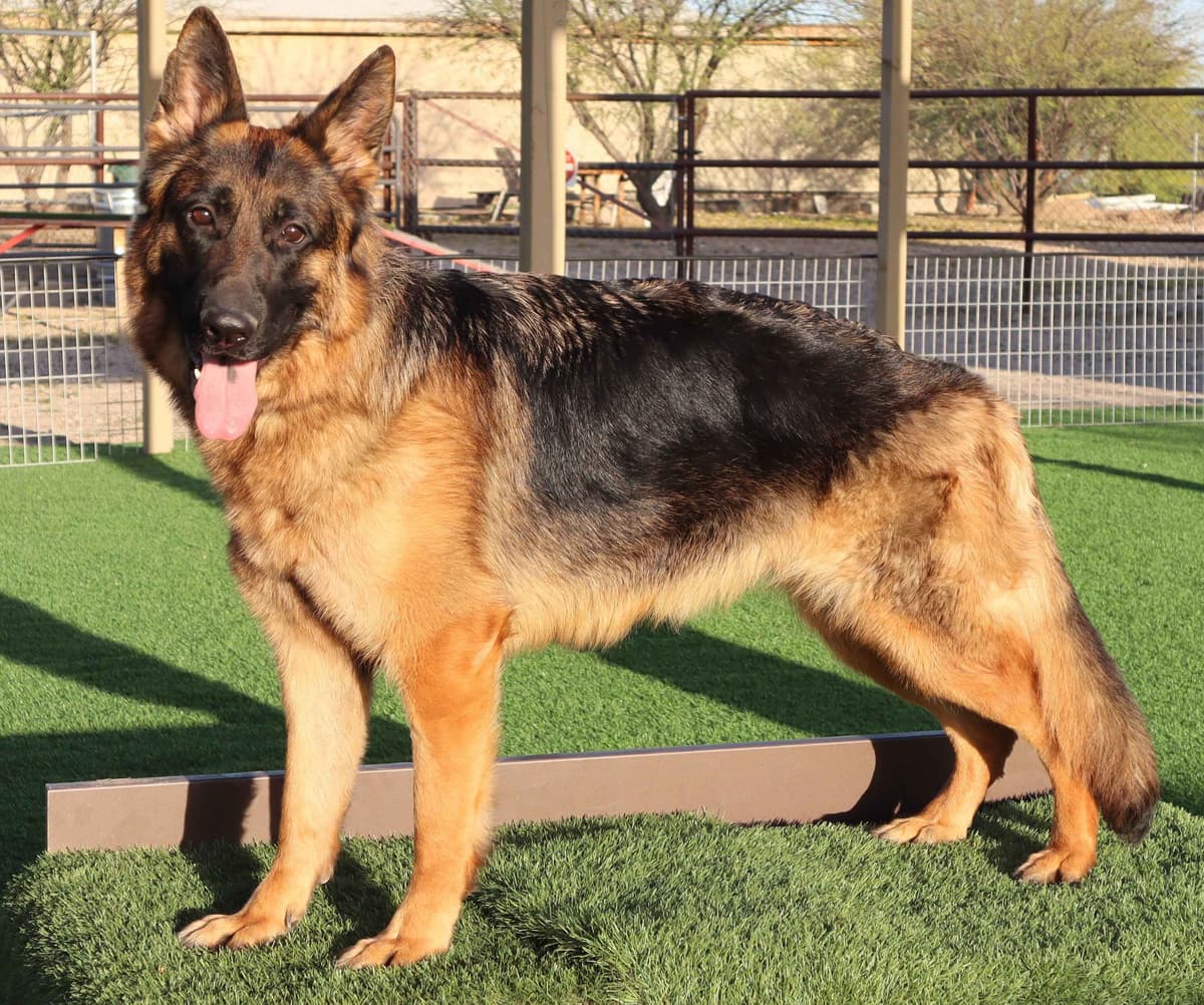 Vintar German Shepherd puppies breeder image 13