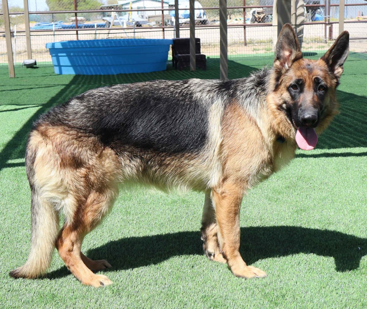 Vintar German Shepherd puppies breeder image 15