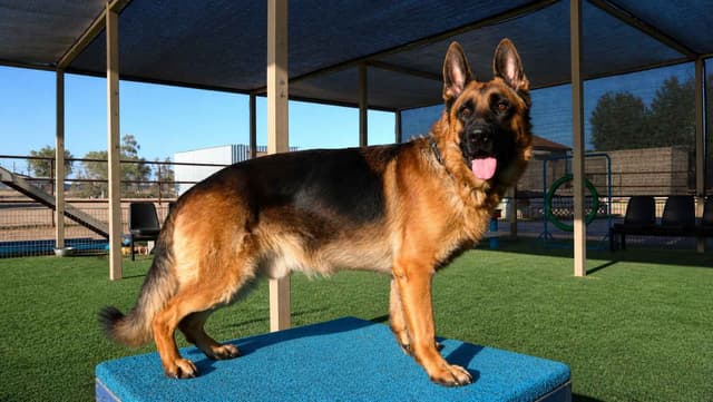 Vintar German Shepherd puppies media 2