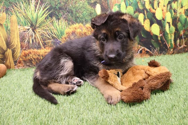 Vintar German Shepherd puppies media 4