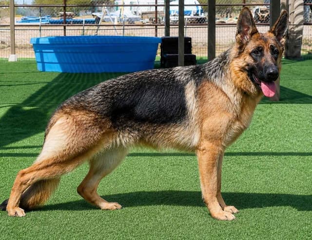 Vintar German Shepherd puppies media 3