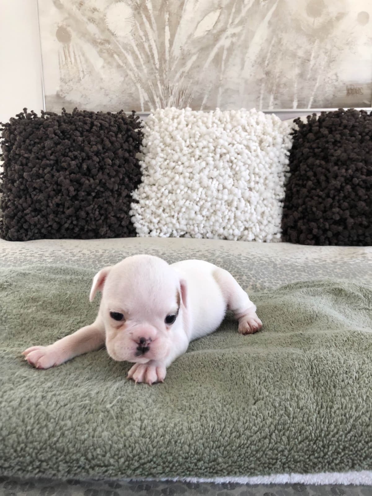 French Bulldog Puppies breeder image 2