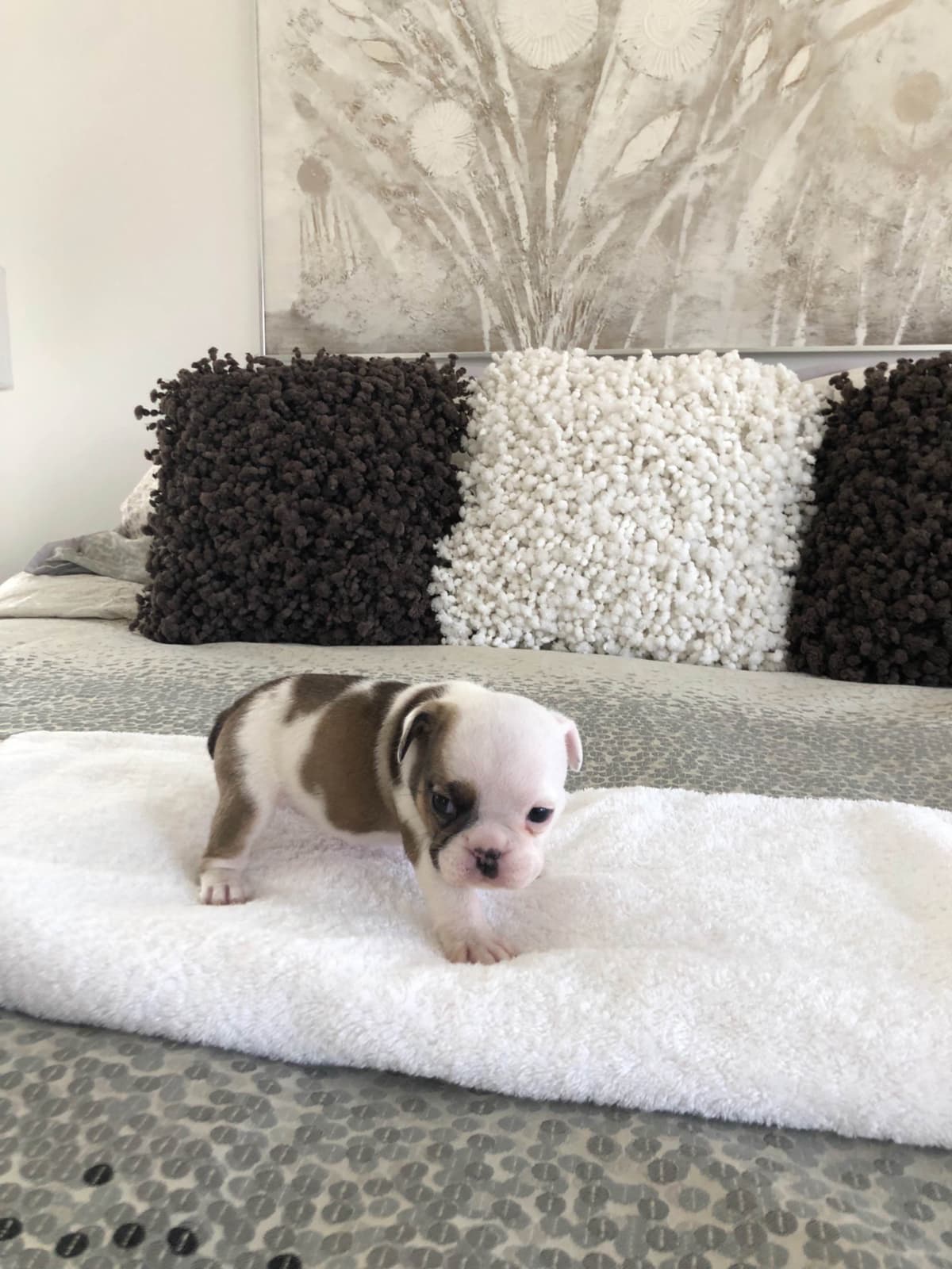 French Bulldog Puppies breeder image 3