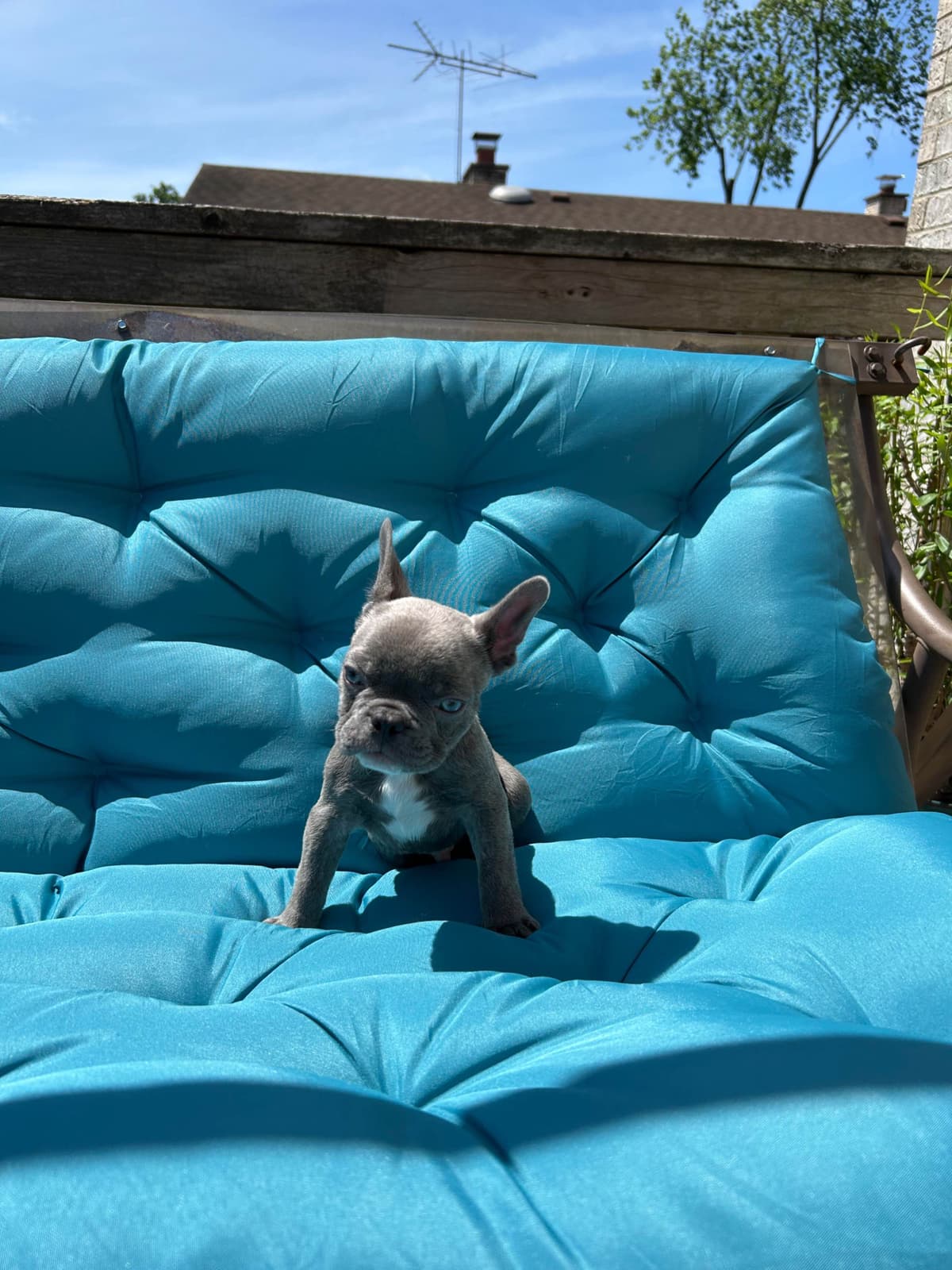 French Bulldog Puppies breeder image 4